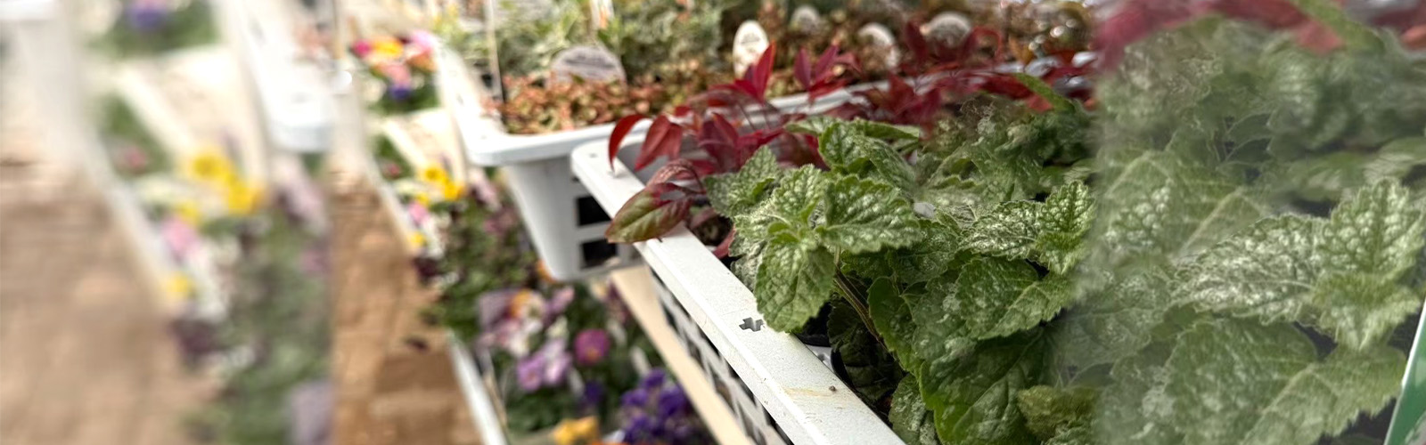 ギャザリングのイメージ