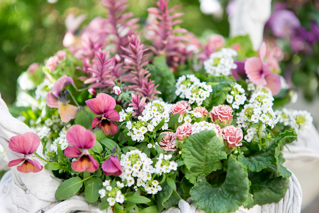 寄せ植えのレンタル